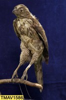 鳳頭蒼鷹藏品圖，第6張